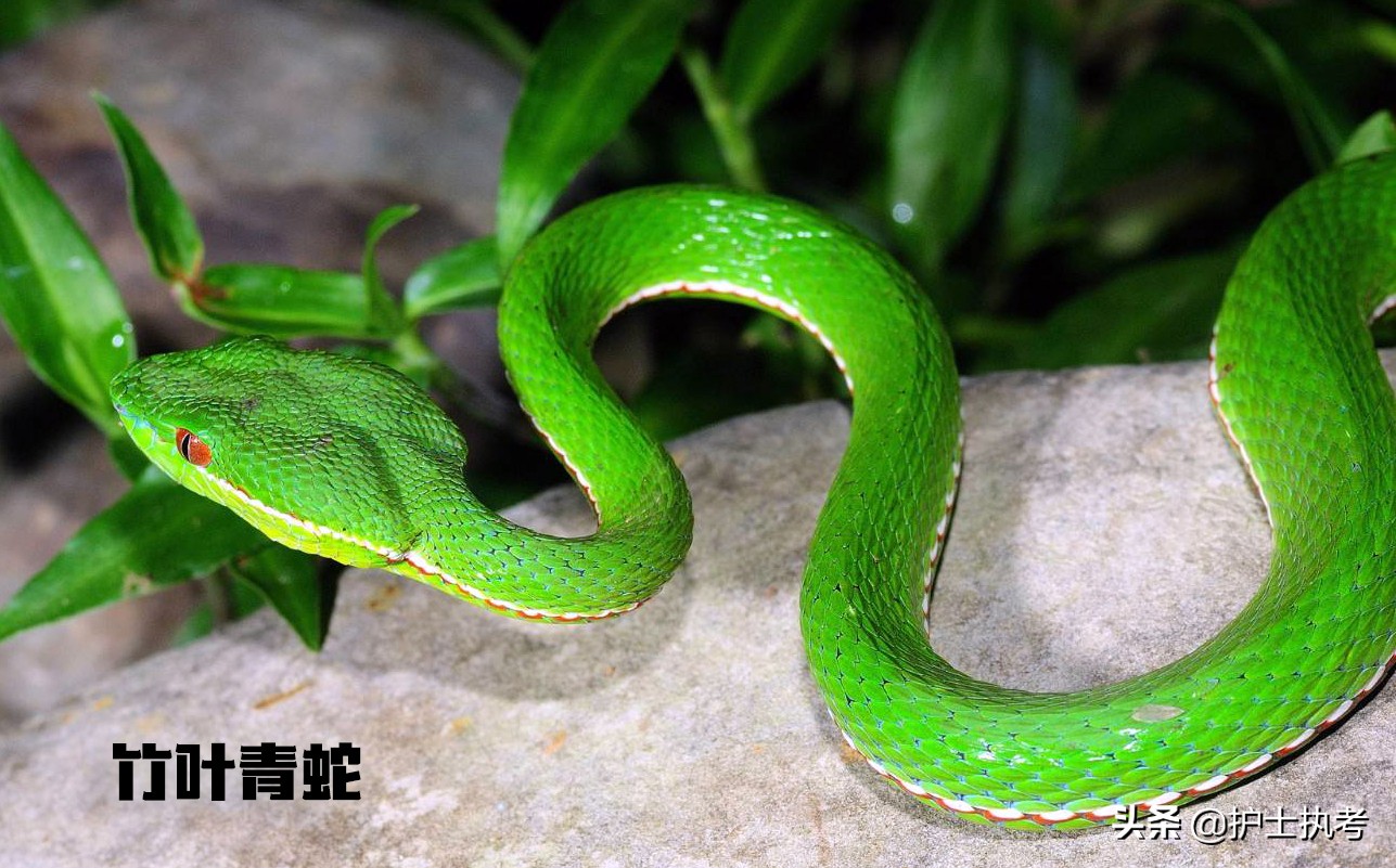 护士执业资格考试中级,护士执业资格考试网上报名