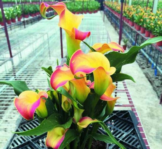 彩色马蹄莲怎么养爱开花图片,彩色马蹄莲夏季的养殖方法