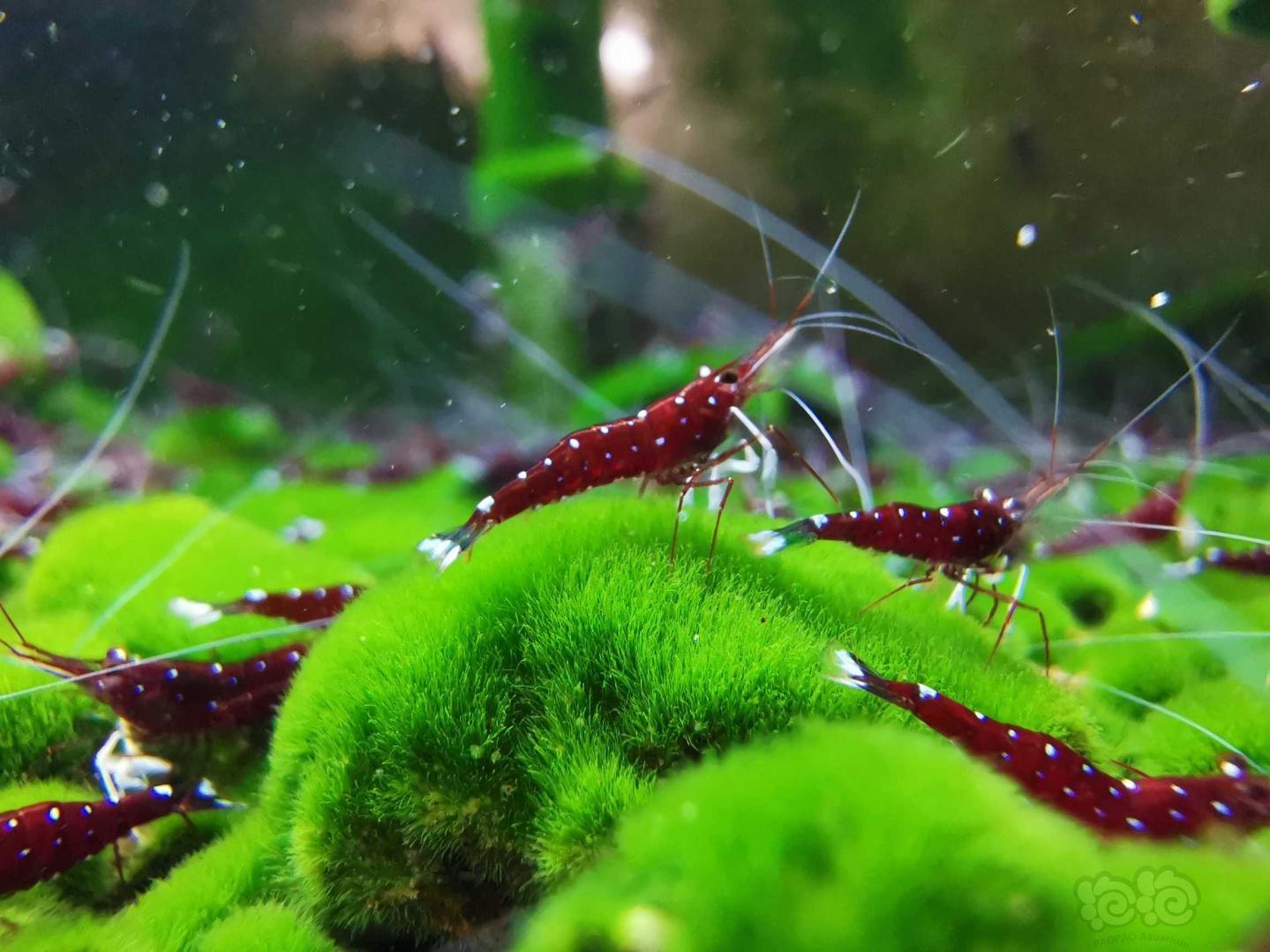 苏虾繁殖方法视频讲解,苏虾开缸教程及饲养心得