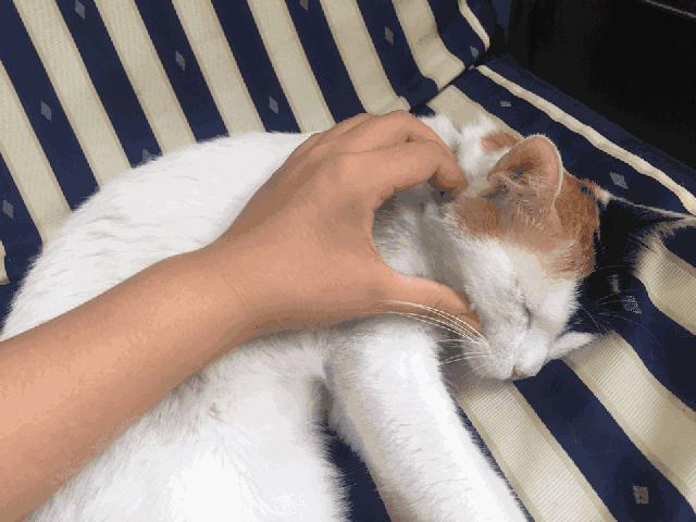 不是《武林秘籍》是《撸猫秘籍》，猫咪被撸时最爱的7个位置