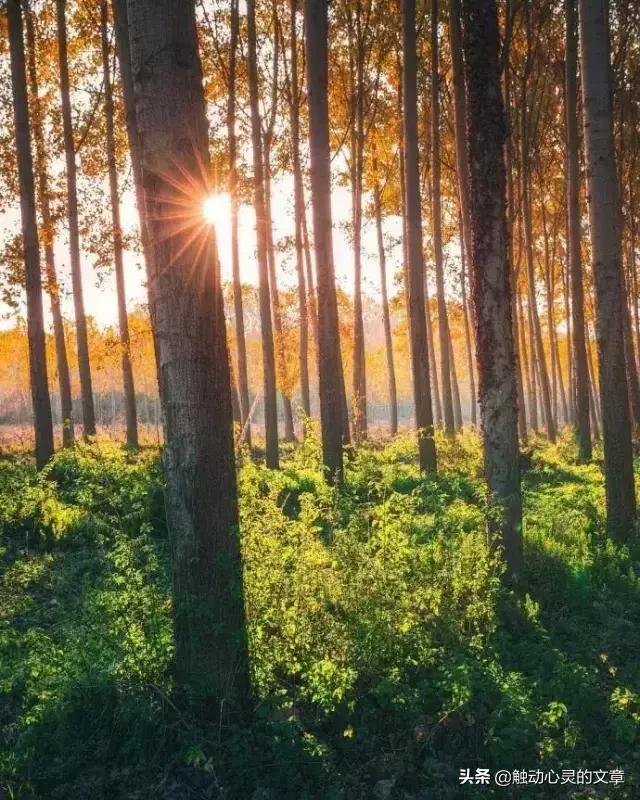 插花的心情优美的说说,个性签名说说心情短语