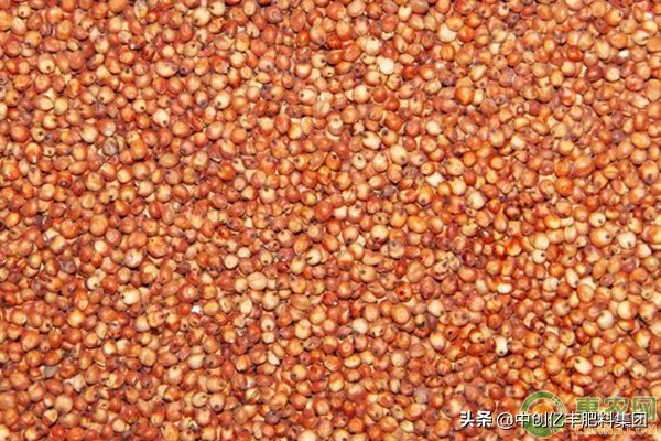 高粱怎么种植能够高产,长杆高粱高产还是矮杆高粱高产