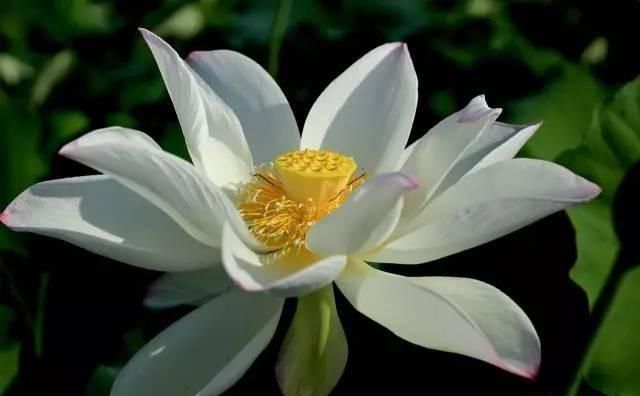 微山湖新鲜莲蓬采摘,微山湖旅游攻略美食