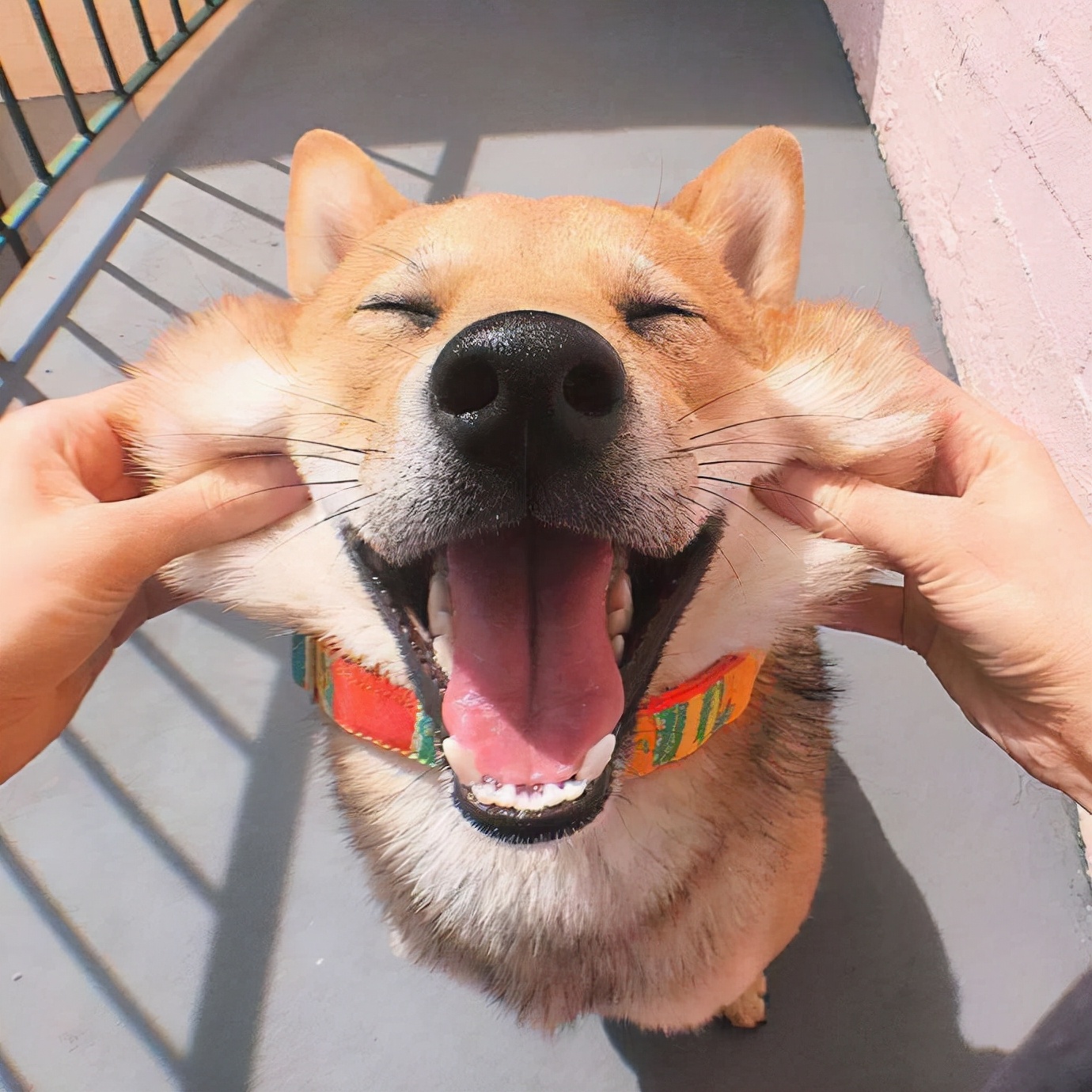 不掉毛体味小不乱叫的小型狗,干净体味轻没攻击性的狗