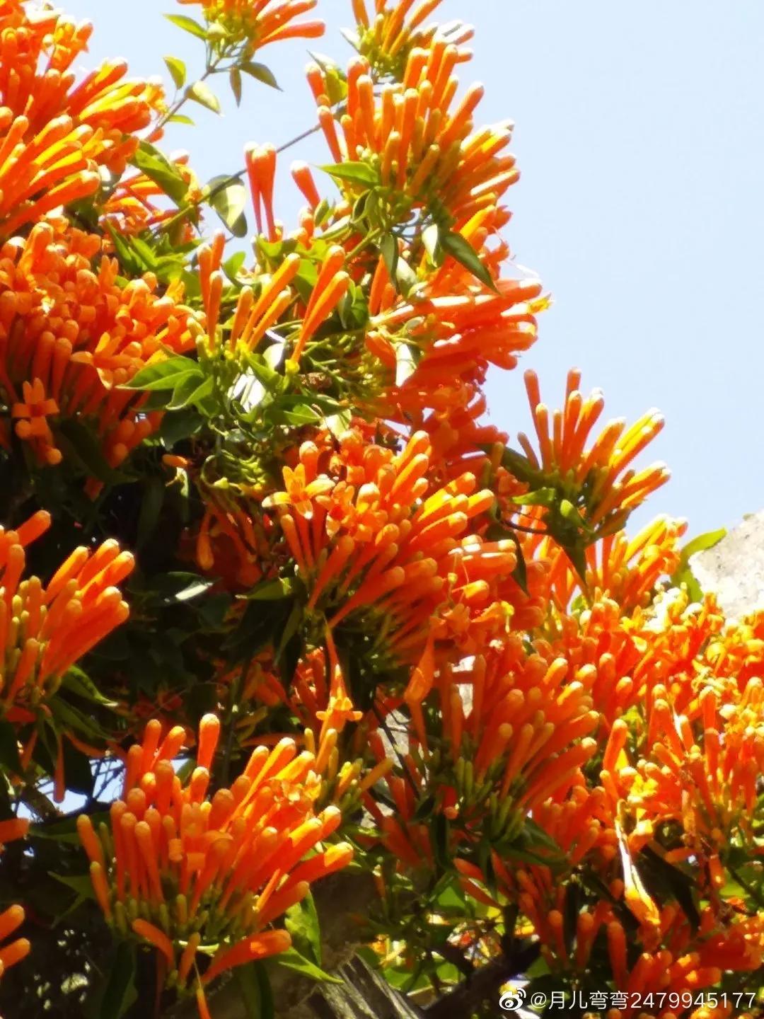 广州现在花开的季节,广州现在什么花开了