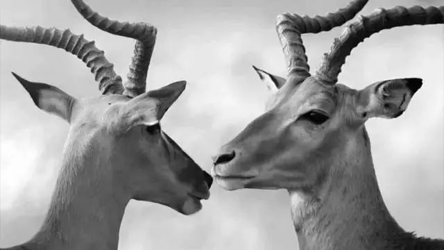 斯可馨沙发科技布新款,斯可馨沙发淄博专卖店