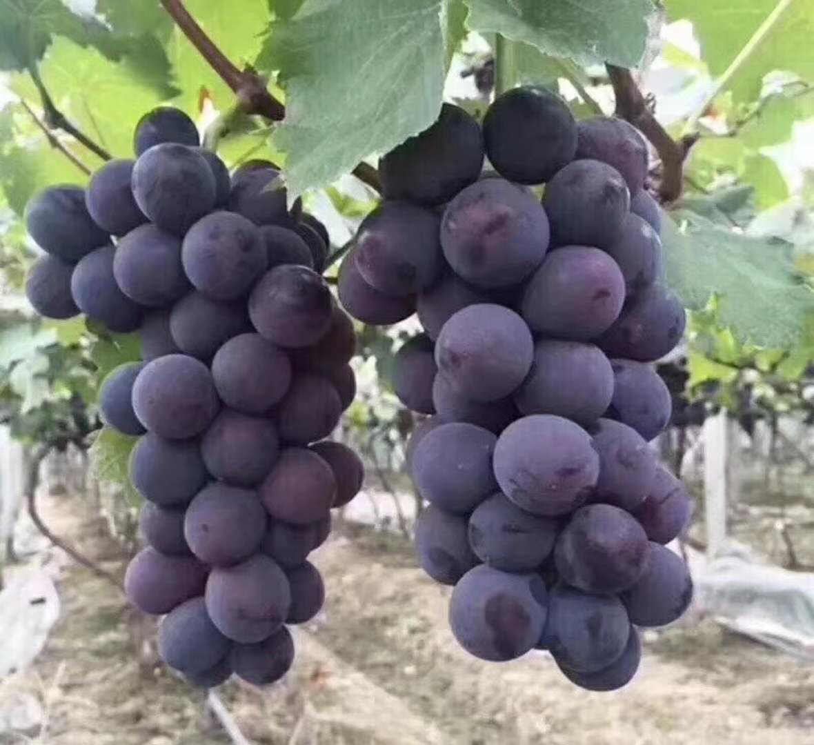 葡萄氮肥过量影响葡萄膨大怎么办,葡萄肥料过量了怎么办