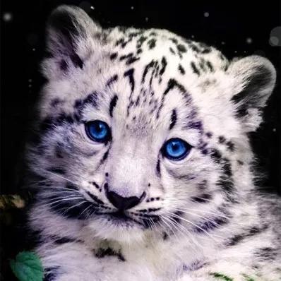 好看的耳饰整理,明星款耳饰