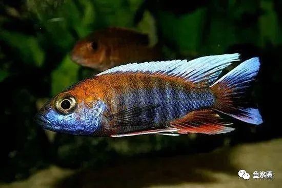 三湖慈鲷马鲷孔雀鱼多久发色,三湖慈鲷鱼之马鲷鱼