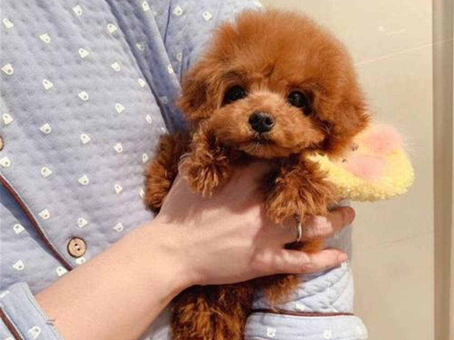 茶杯犬的习性与养殖,茶杯犬的饲养知识