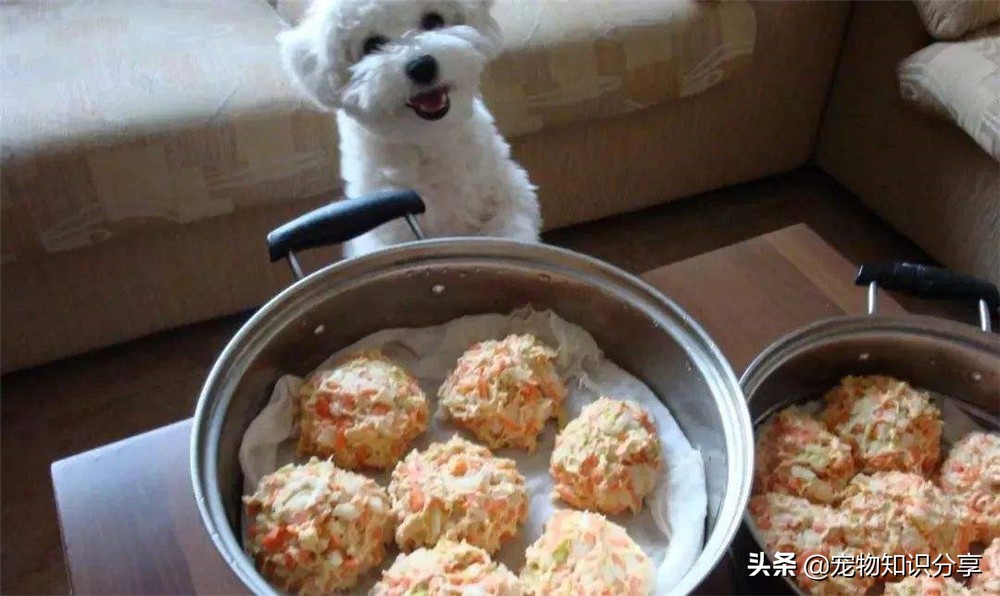 自制狗粮里加米饭好还是玉米面好,自制狗粮需要烘干吗多久可以吃