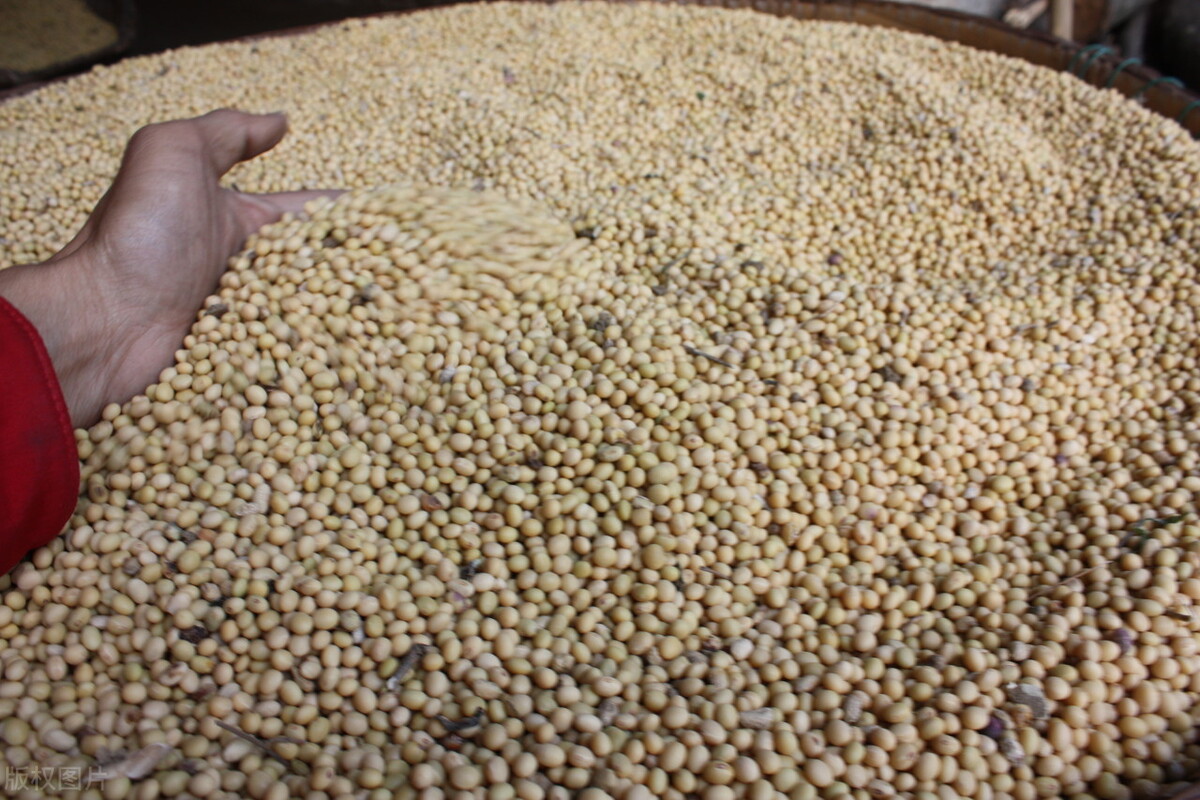 今日大豆价格东北大豆,东北大豆今天大豆价格