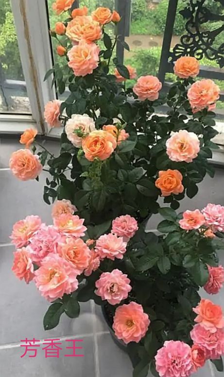 阳台系列月季品种大全,微型月季藤本月季
