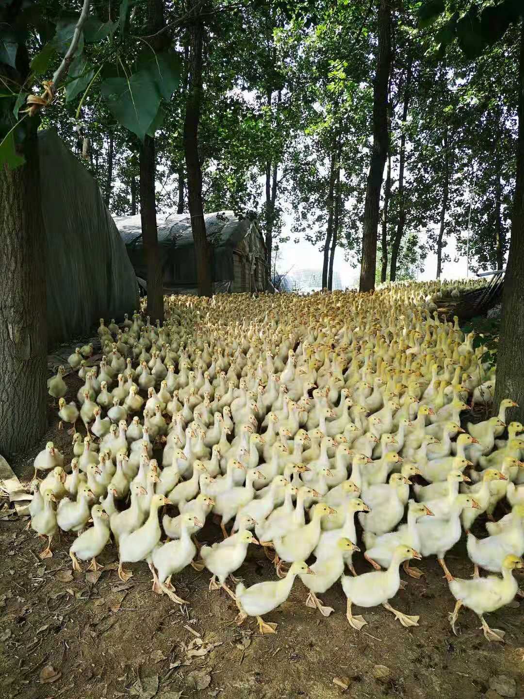 养鹅预防霉菌,养鹅预防霉菌的药