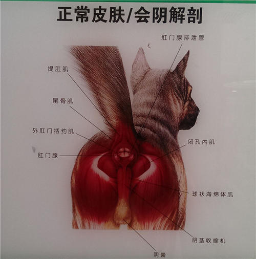 狗狗要定期挤肛门腺吗,到底有什么作用?了解下背后的秘密