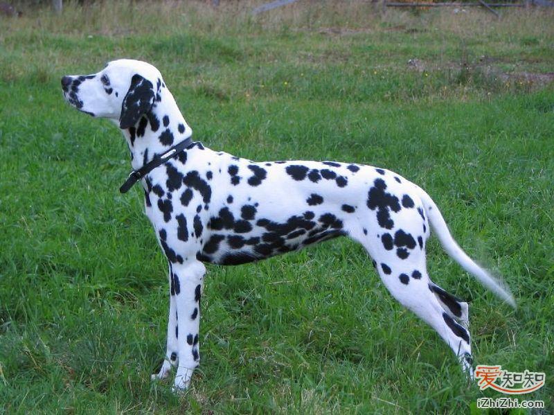 每日一犬,大麦町犬和小麦町犬的区别