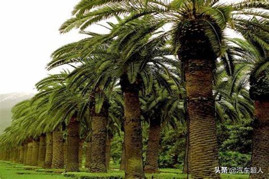 镀晶打蜡和镀膜哪个好,打蜡和镀膜和镀晶哪个更靠谱