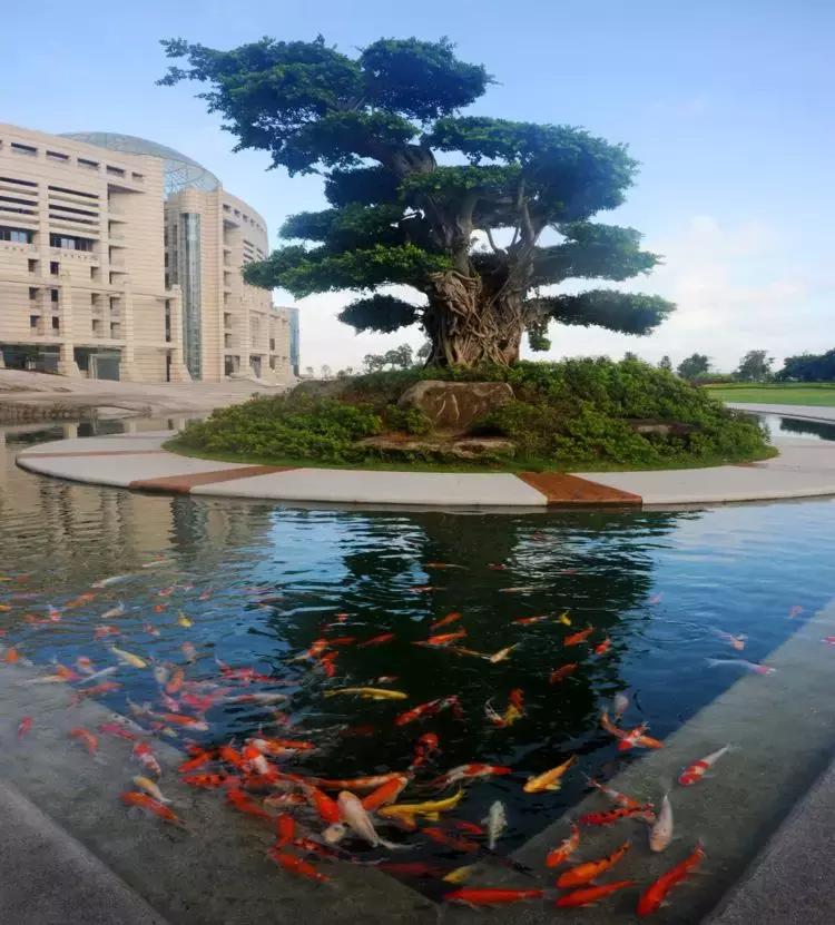 泉信艺术类,泉信录取分数线专升本