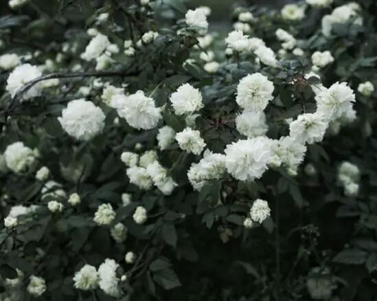 荼蘼不争春寂寞开最晩彭连熙图说十二月花神