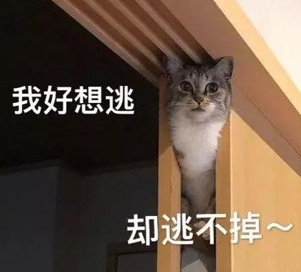 平价平替精华推荐,用过最好用的精华水