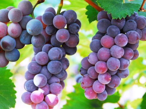 葡萄种植管理技术视频教程,葡萄种植管理技术及病虫害防治