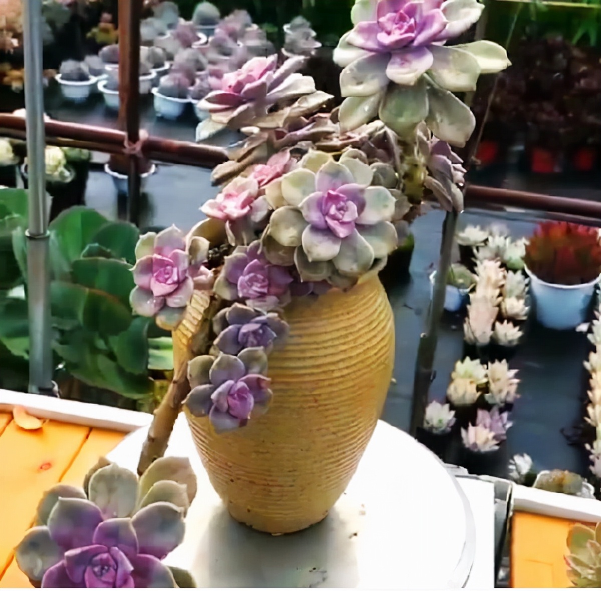 他养多肉10多年,总结出9个易出“高价老桩”的品种,适合新手