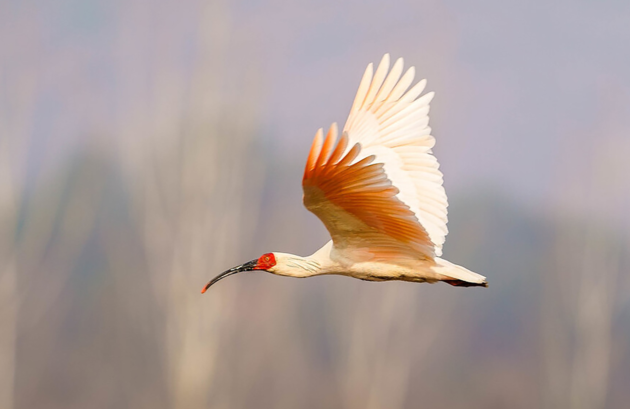 东江揽胜,惠州淡水常见鸟类图谱