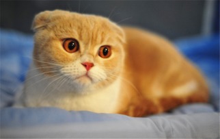 崩溃！猫咪吃「小强」会有危险吗？注意别做一件事