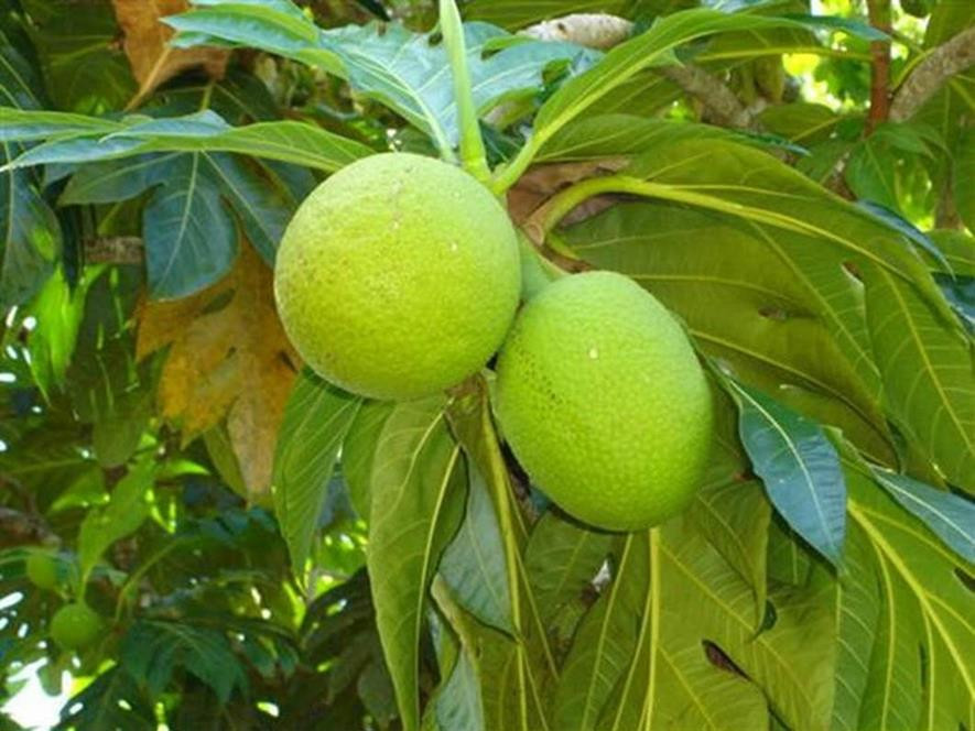 百种味道的果子,四季百种果子图片