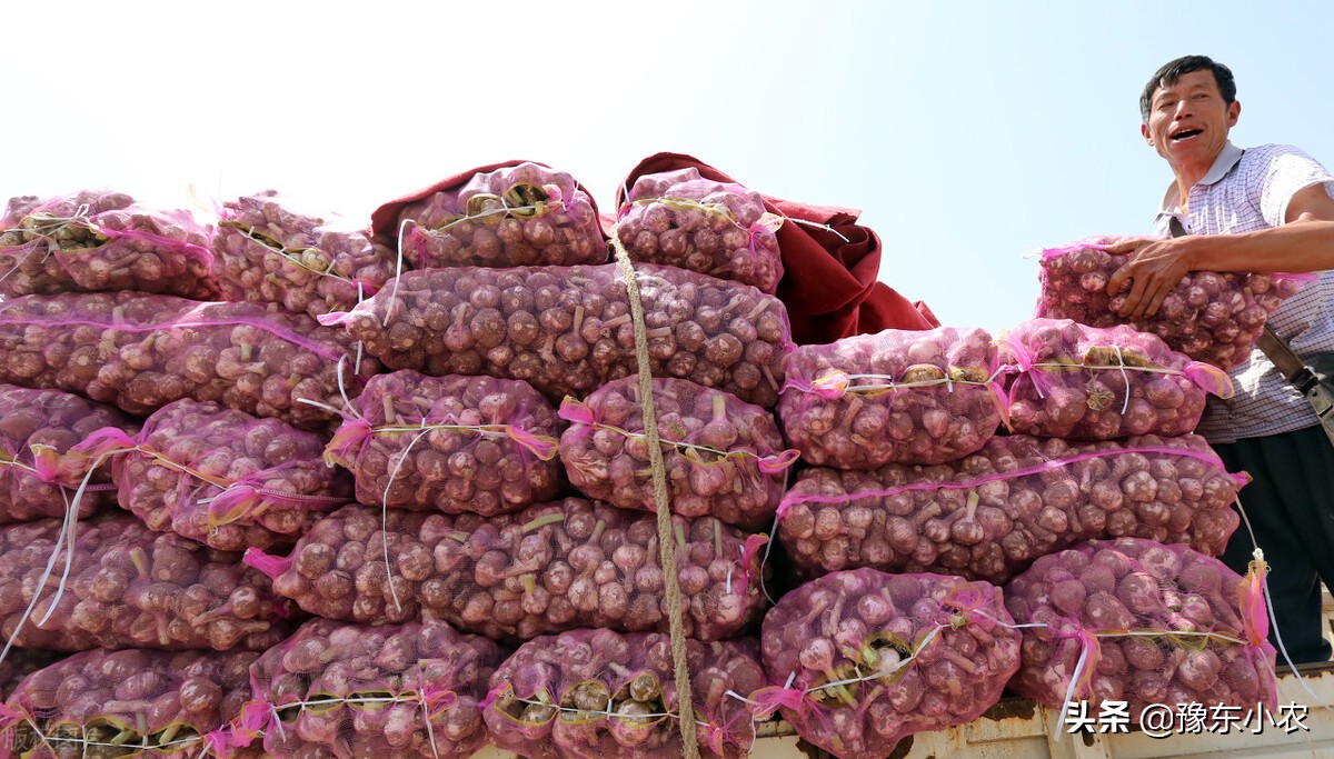 2023年大蒜干蒜价格能卖多少,2023年河南大蒜蒜苔价格行情预测