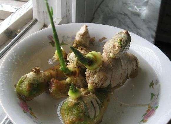 1个生姜埋盆里，两三天浇1次水，半年后收获鲜姜20斤，够全家吃