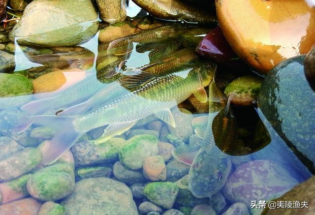 路亚钓马口的技巧和方法,怎样才能钓马口钓得多又快