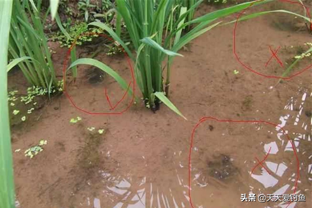 野生黄鳝用什么东西钓黄鳝,野钓黄鳝的正确方法
