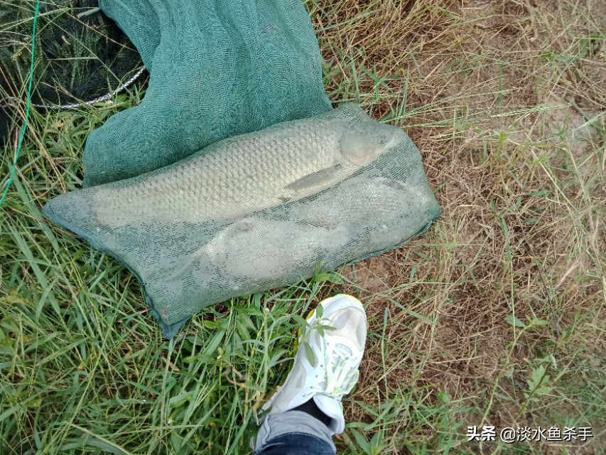 钓大鱼不用立漂怎么钓,不用鱼竿和浮漂的钓法视频