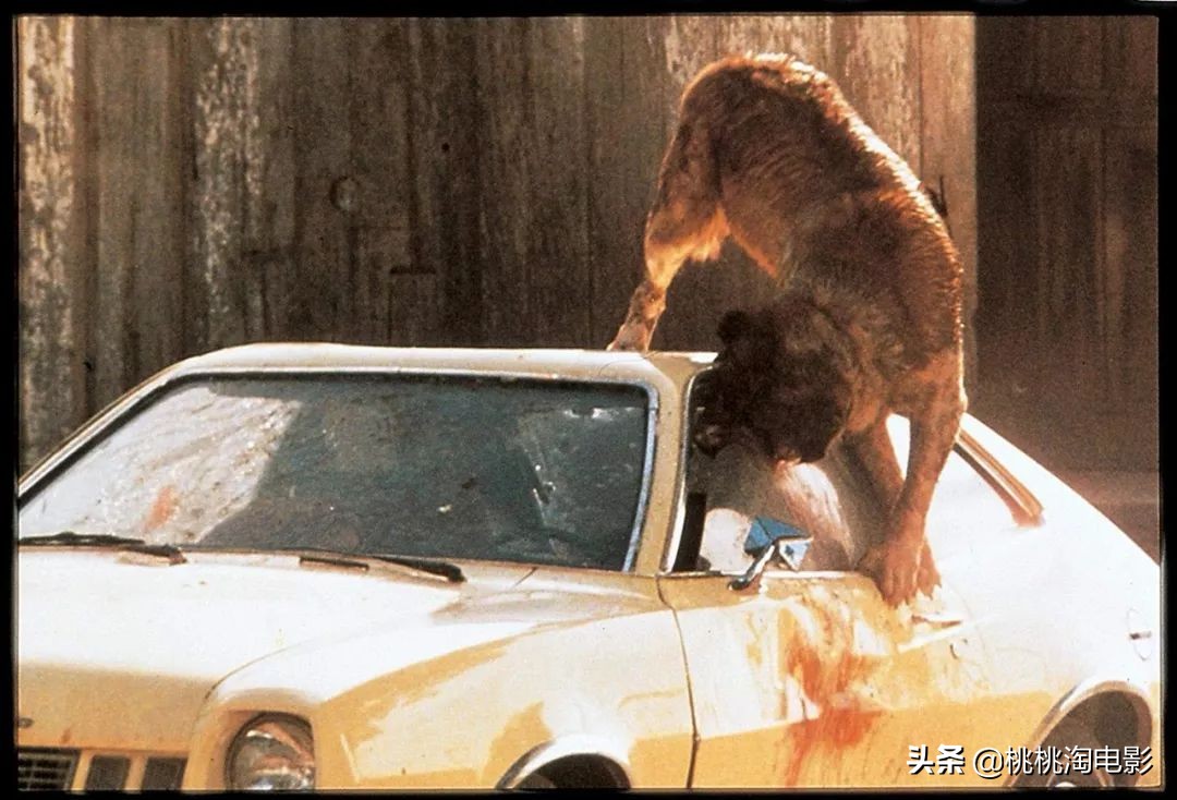 斯蒂芬金十部最恐怖的电影,斯蒂芬金系列电影解说