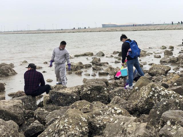 天津七里海赶海,偶遇赶海
