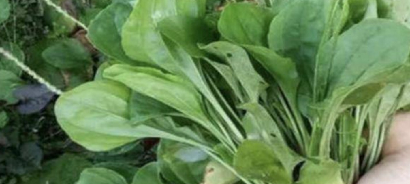 车前子野菜可以做馅吃吗,野菜车前草做法