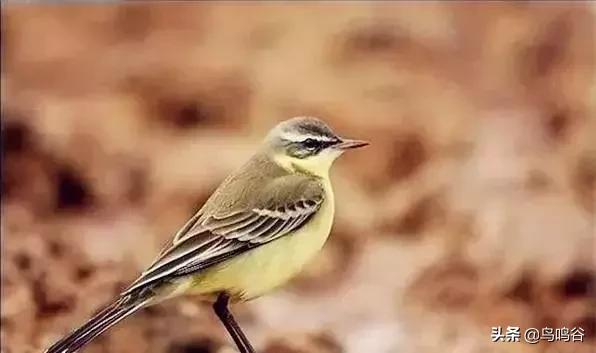 看图识鸟图片及答案,看图识鸟软件哪个好用