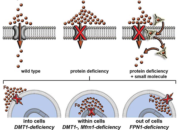 Science：“穿墙术”，天然产物小分子的补铁大招