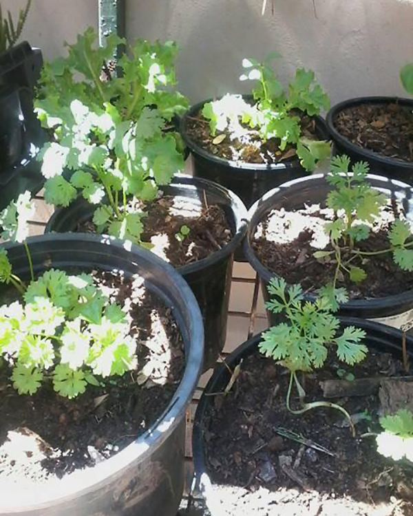 适合养在阳台且不招虫的植物,阳台上最易养的香草植物