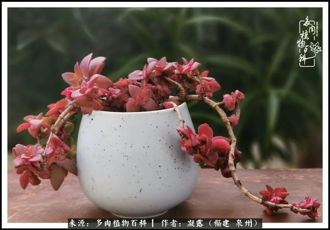 多肉日记严选,多肉日记大全100字