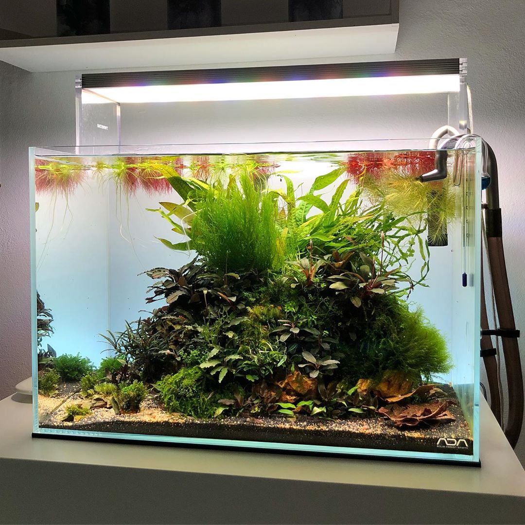 水草缸小缸开缸教程讲解,新手入门水草缸都需要什么