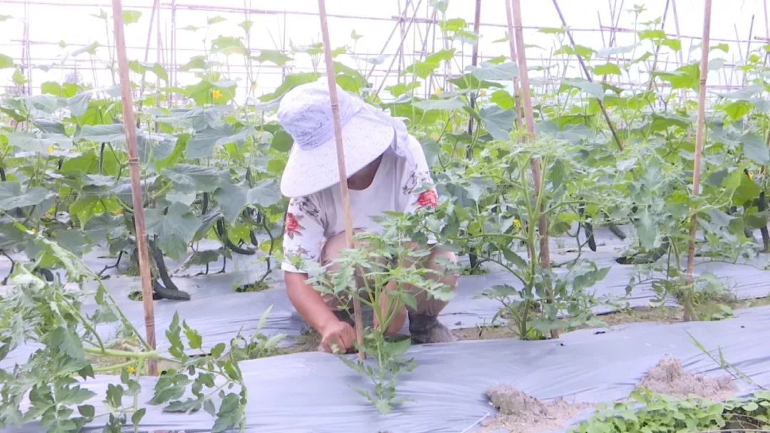 怀集县马宁镇富礼村新农村建设,增收致富决战决胜脱贫攻坚