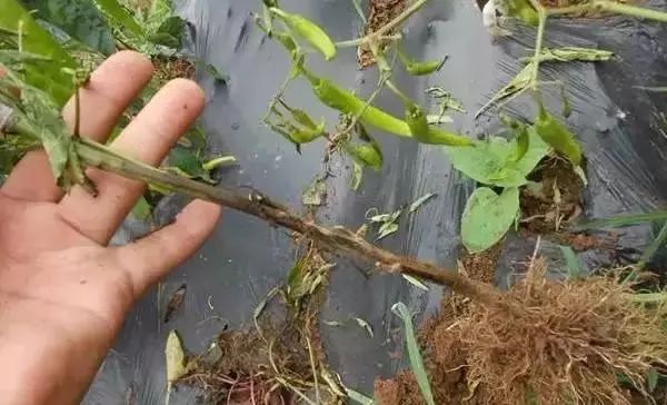 辣椒病害怎么治,吡唑醚菌酯能防治辣椒的哪些病害