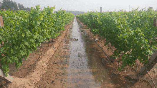 葡萄白纹羽病怎么防治,葡萄白羽病怎么治