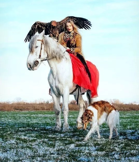 俄罗斯猎狼犬深棕色,俄国猎狼犬