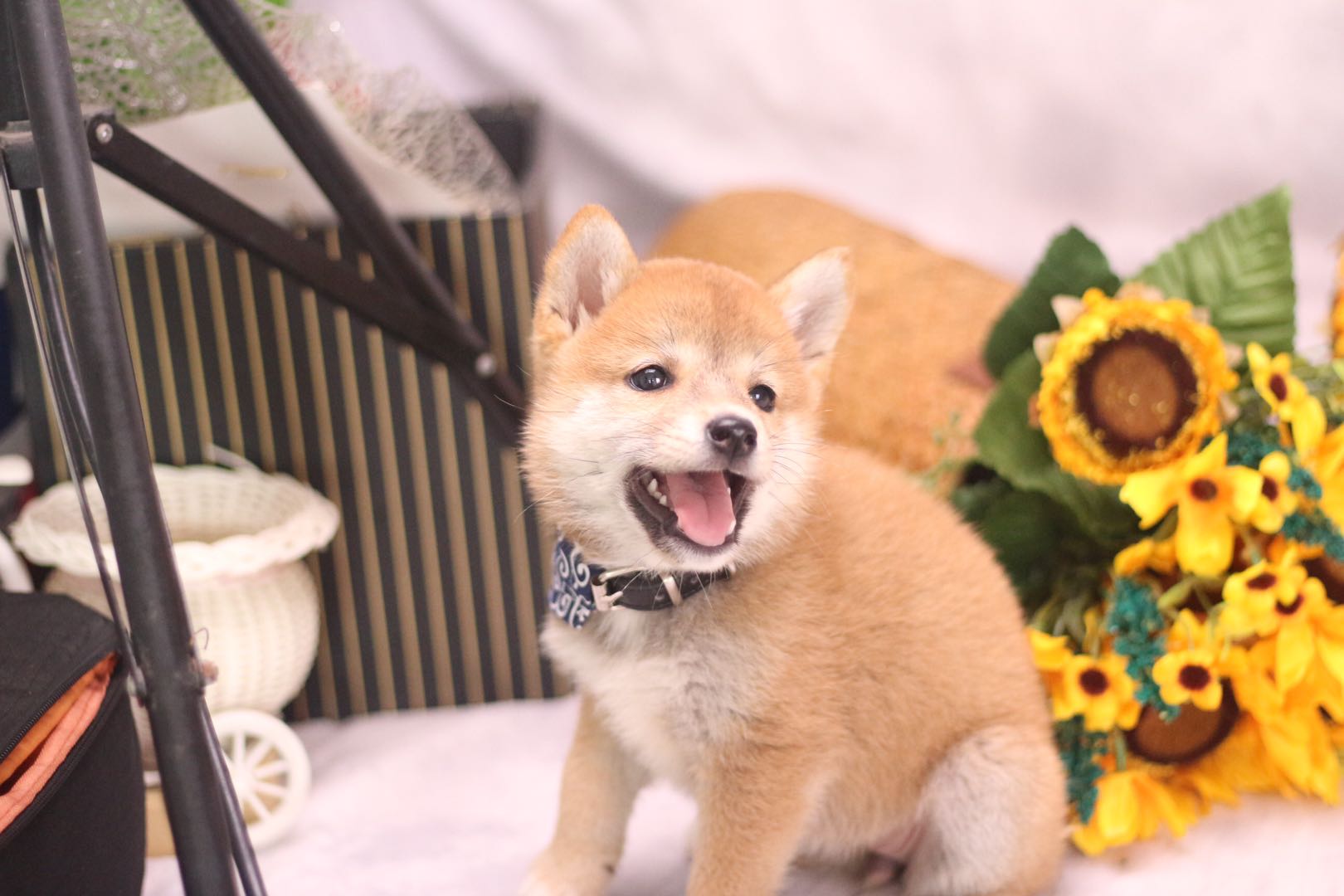 去犬舍买柴犬注意什么,网上柴犬怎么防骗