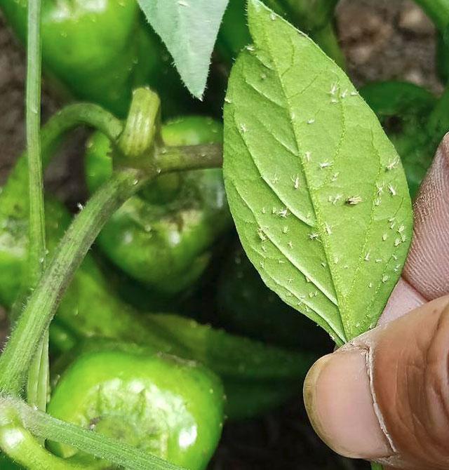 三农辣椒种植四忌要牢记,辣椒用药防治病害时间表