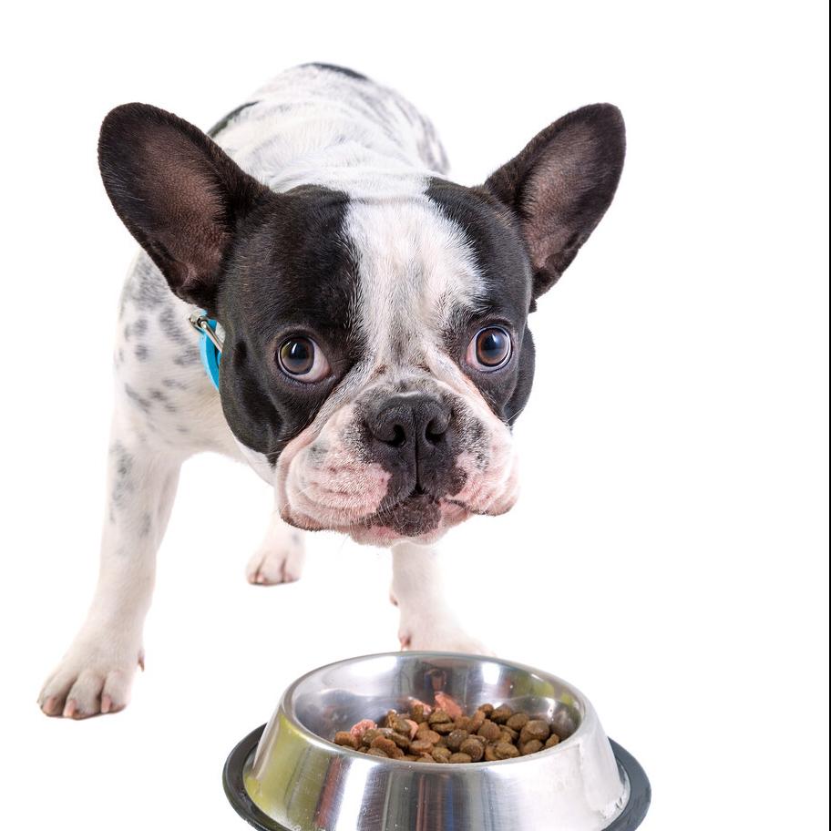 狗粮推荐6款热门狗粮测评,高性价比狗粮测评狗粮选择攻略