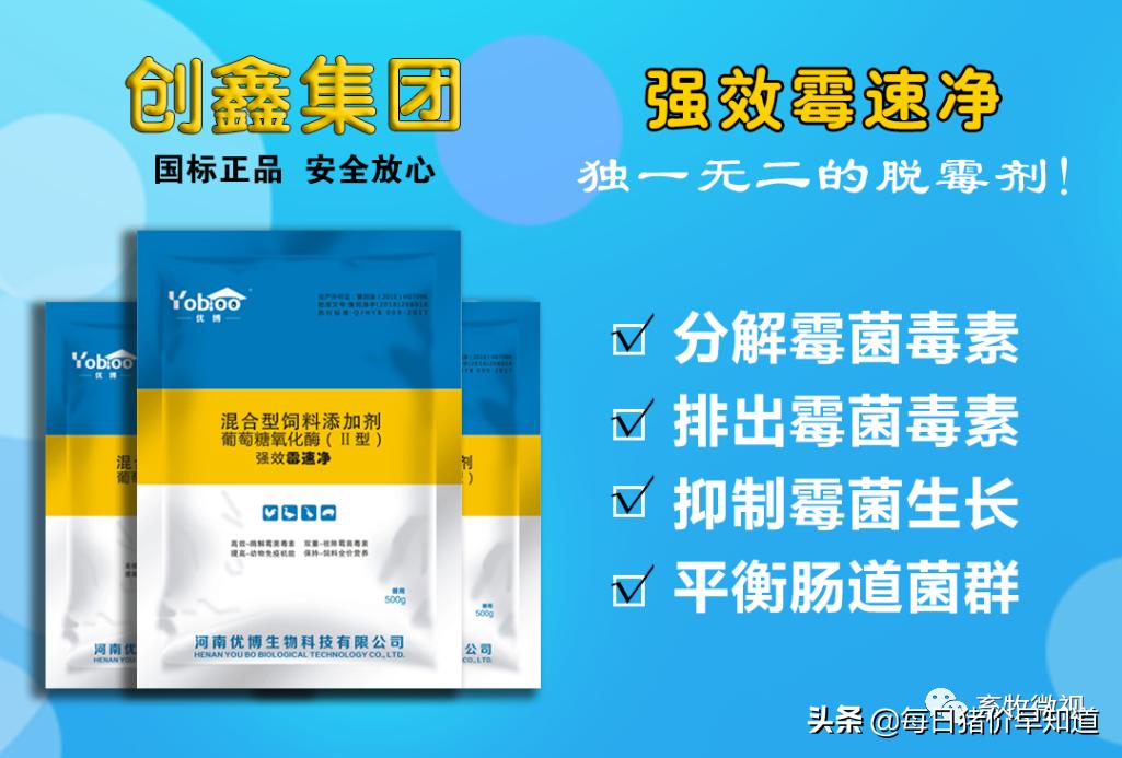 母猪不打针不喂料能好吗,母猪不吃打针流血不止是什么原因